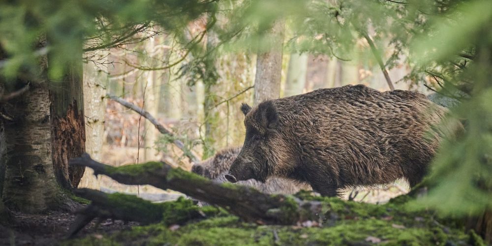 Quels sont les animaux sauvage présent en province du Luxembourg?