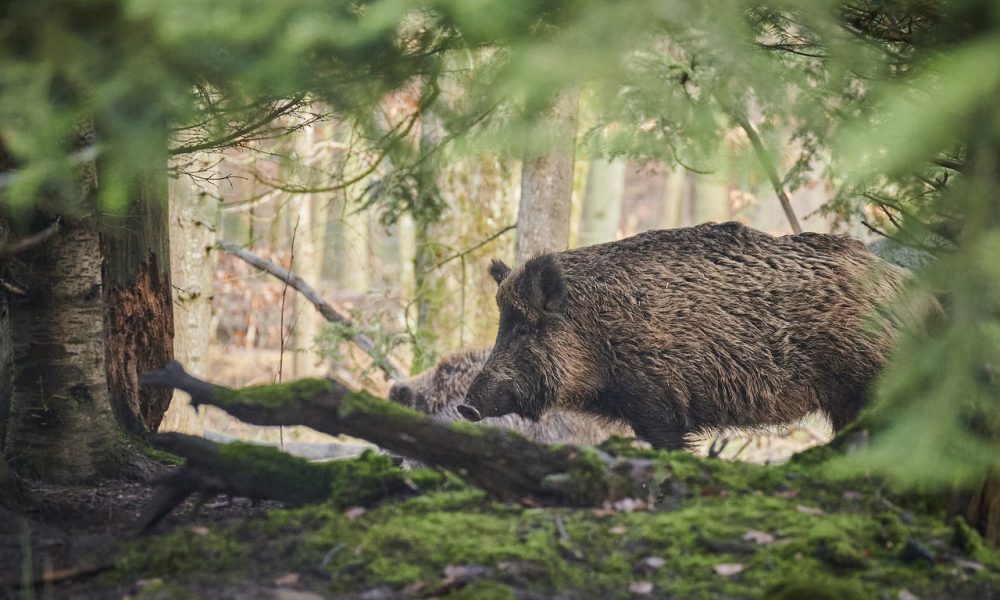 Quels sont les animaux sauvage présent en province du Luxembourg?