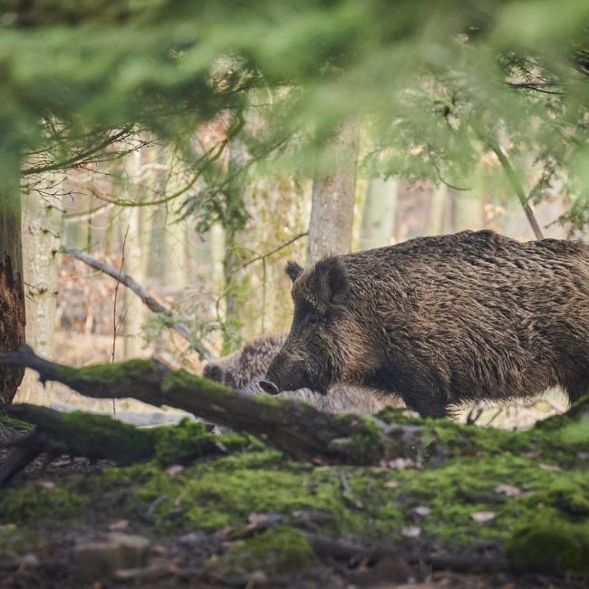 Quels sont les animaux sauvage présent en province du Luxembourg?