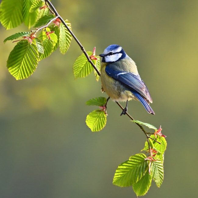 Quels sont les oiseaux sauvage que l’on peut voire province du Luxembourg?