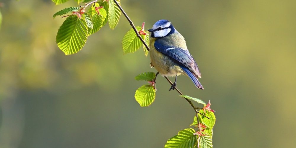 Quels sont les oiseaux sauvage que l’on peut voire province du Luxembourg?