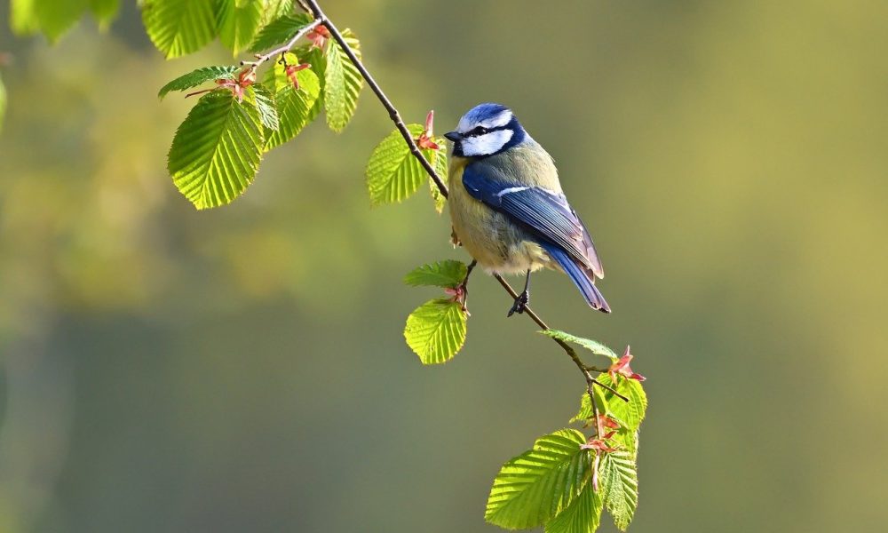 Quels sont les oiseaux sauvage que l’on peut voire province du Luxembourg?